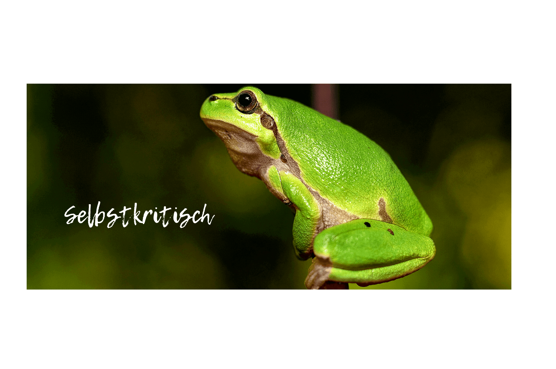 Frosch selbstkritisch