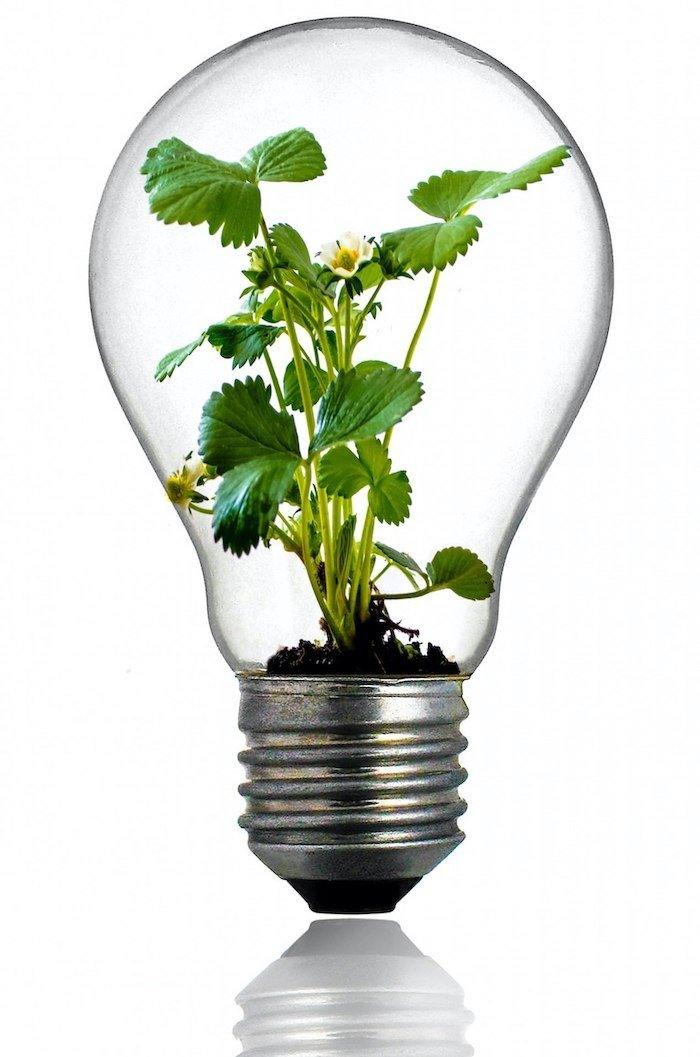 Bild: Glühlampe mit einer Pflanze drinnen